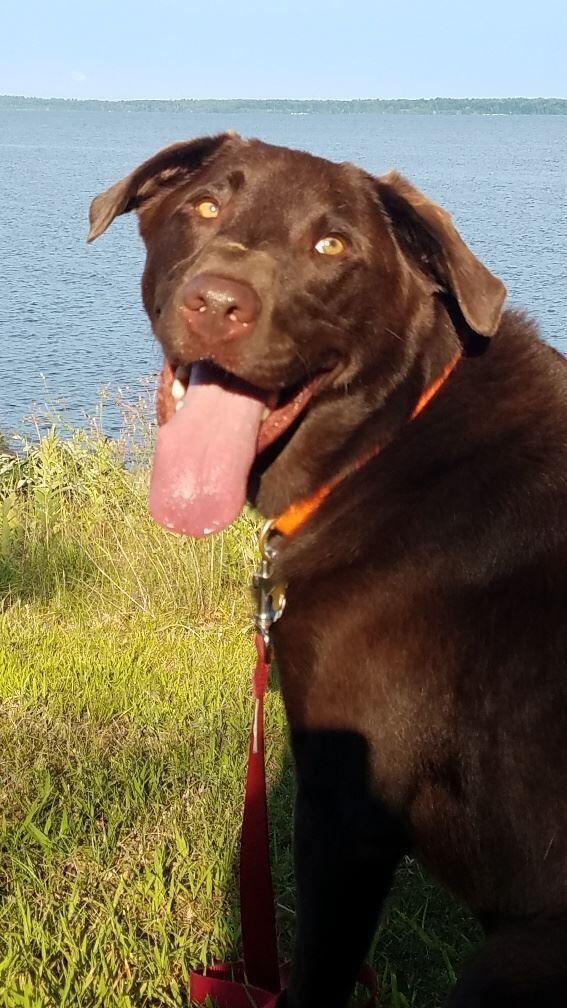 Hershey at Lake Petenwell